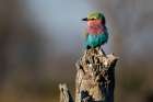 Lilac-breasted roller-Coracias caudatus-perching on a dead tree stump Okavango Delta-Botswana Art Print